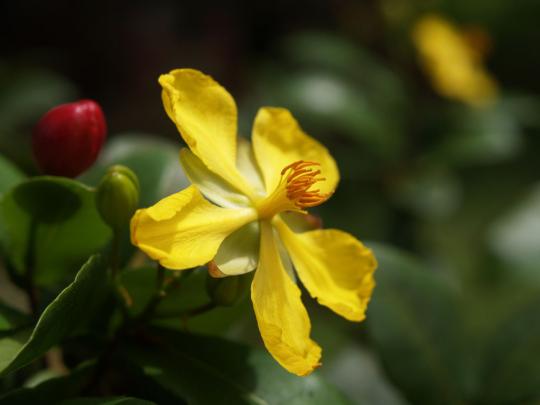 ミッキーマウスプラントの黄色い花