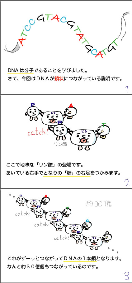 DNAの鎖