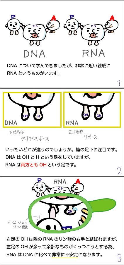 RNA1