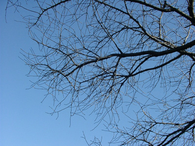 枝の写真1