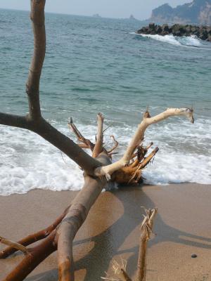 流木と海