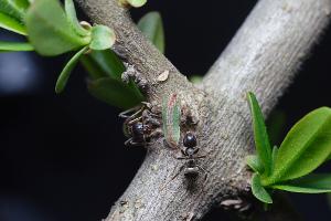 ウラゴマダラシジミ幼虫