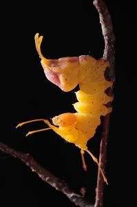 シロシャチホコ幼虫
