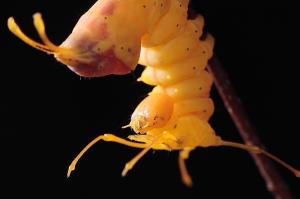シロシャチホコ幼虫