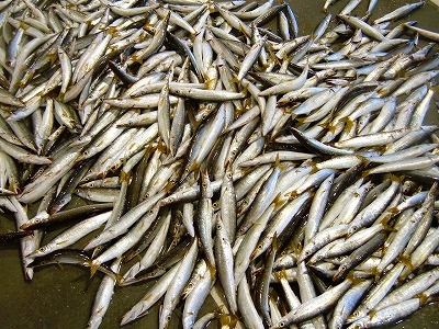 9月26日 水 カマスの山 大分県漁協臼杵魚市場 毎朝の風景