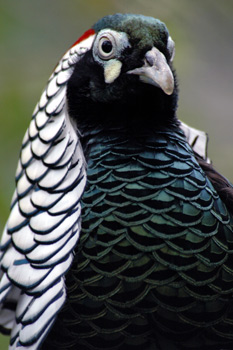 孔雀に似ているキジの仲間ギンケイ よこはま動物園ズーラシアへ行こう